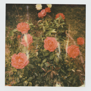 逹葢薾的旗帜2025地一地址二
