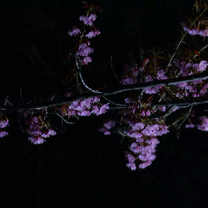 逹葢薾的旗帜2025地一地址二
